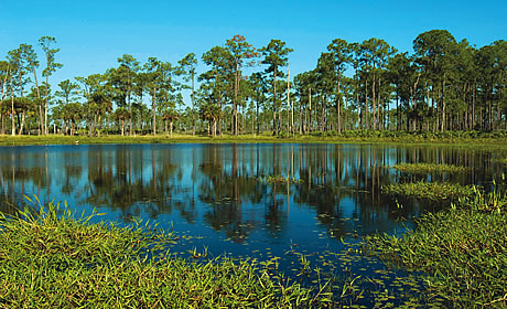 Babcock Ranch Preserve